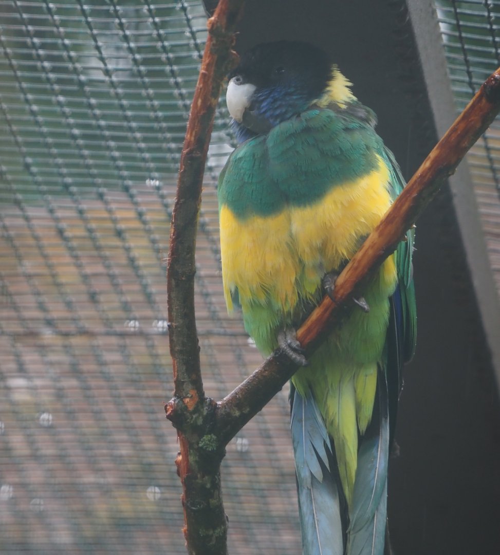 Port Lincoln ringneck (Barnardius zonarius zonarius), 2024-05-22
