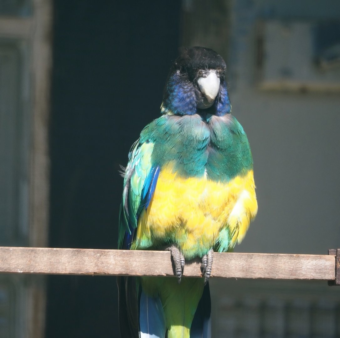 Port Lincoln ringneck (Barnardius zonarius zonarius), 2024-05-23