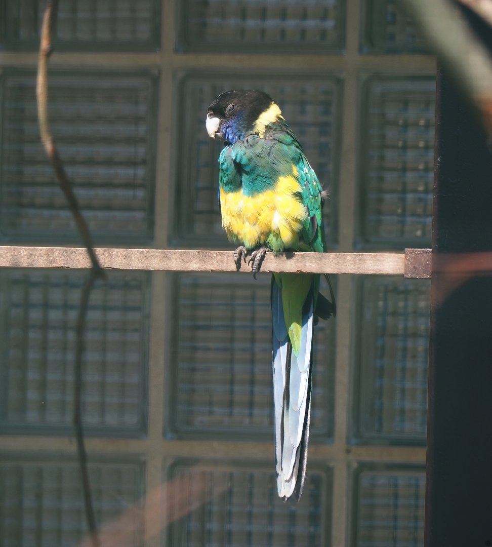 Port Lincoln ringneck (Barnardius zonarius zonarius), 2024-05-23