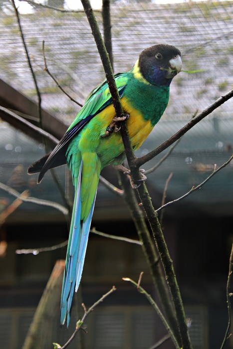 Port Lincoln ringneck (Barnardius zonarius zonarius)