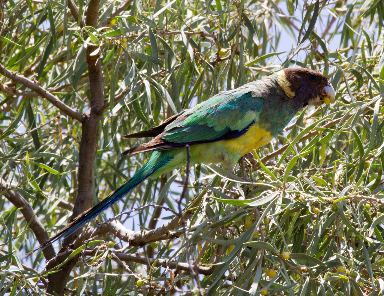 Port Lincoln Ringneck Parrot - wild bird