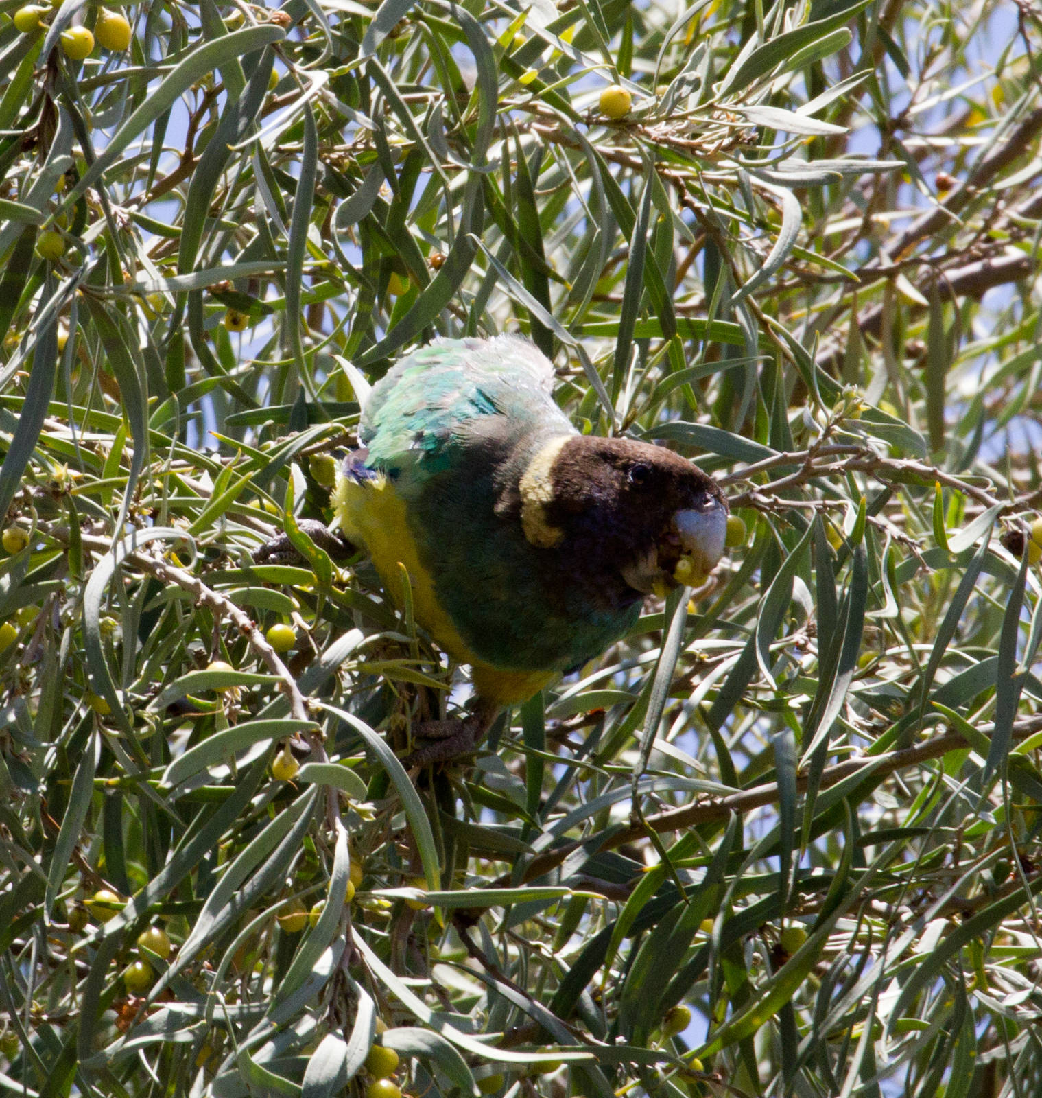 Port Lincoln Ringneck Parrot - wild bird