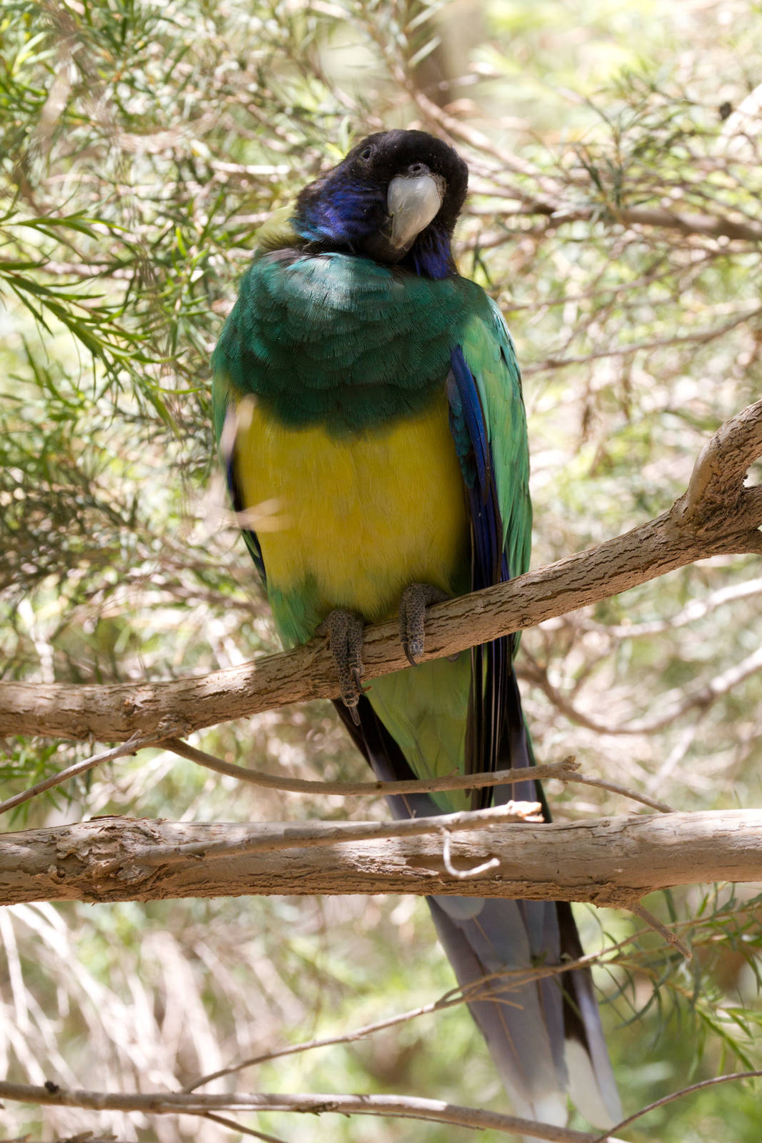 Port Lincoln Ringneck Parrot