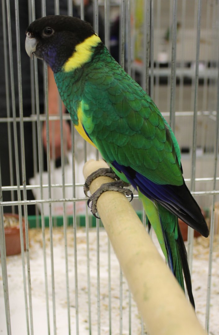 Port Lincoln ringneck