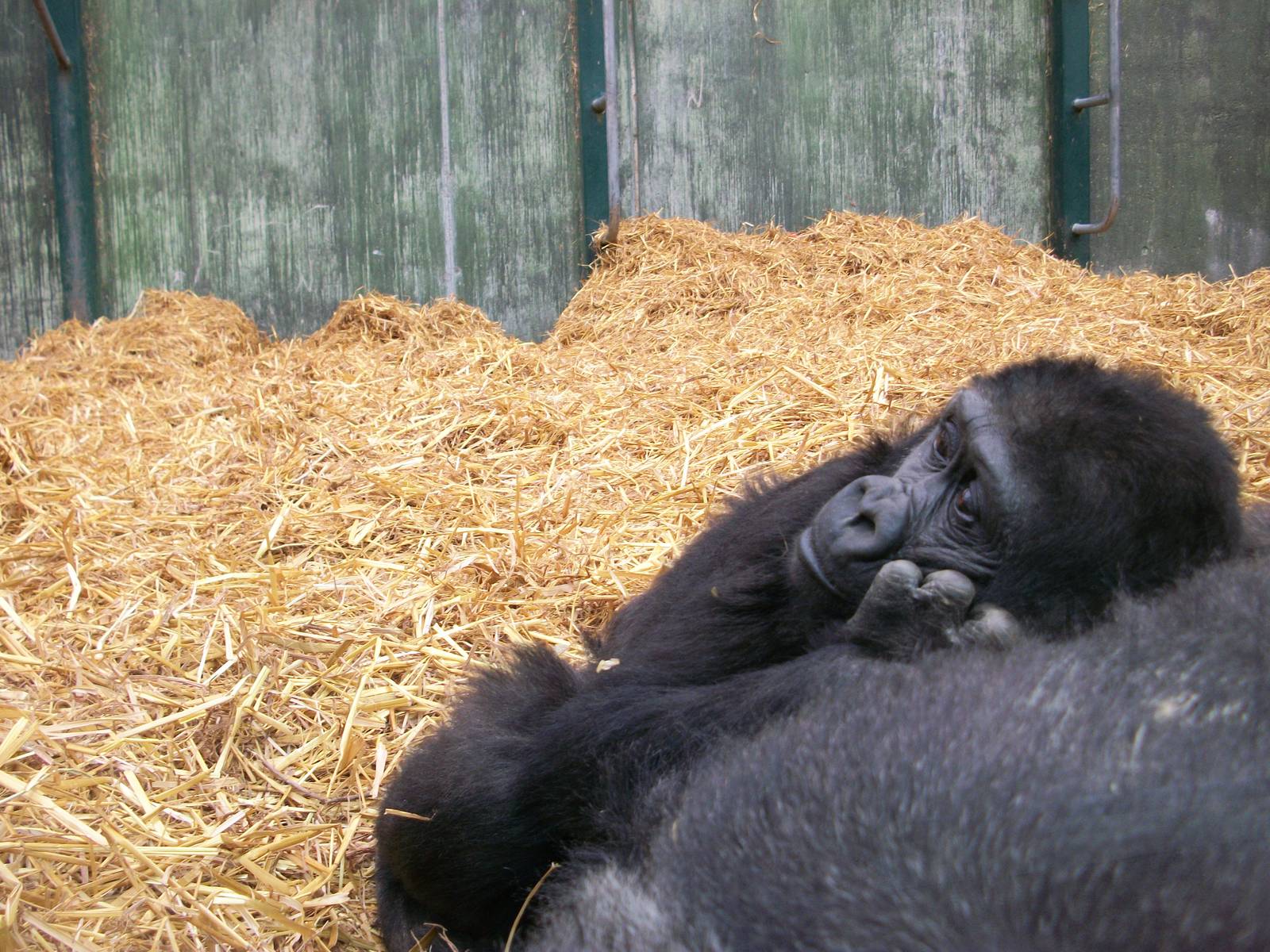 Port Lympne 14.04.10