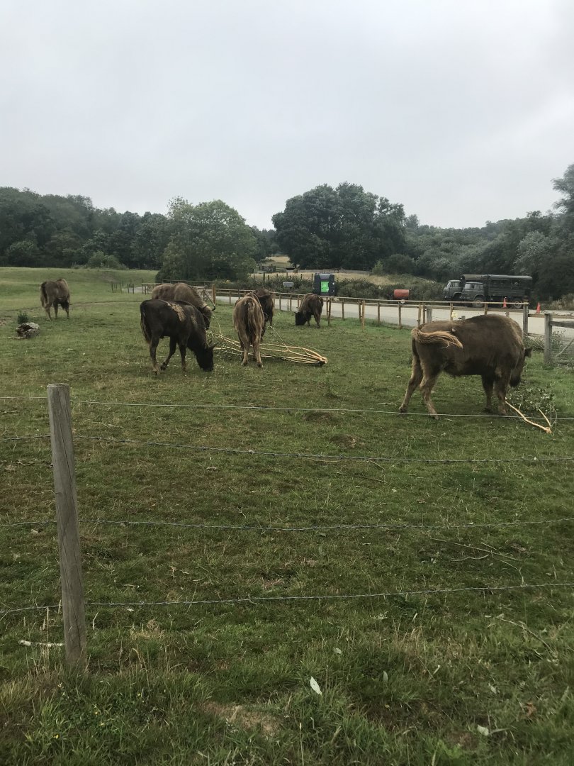Port Lympne Hotel and Reserve - 25.07.2020