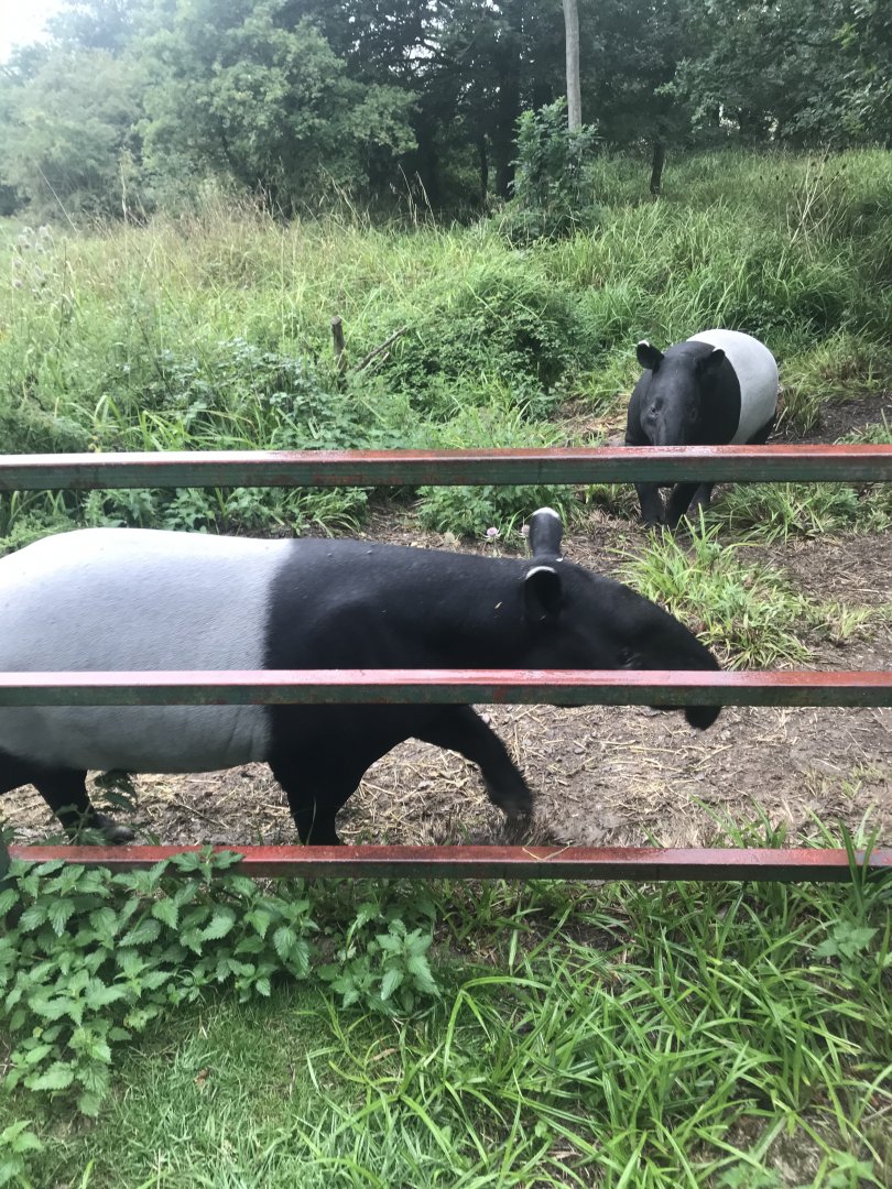 Port Lympne Hotel and Reserve - 25.07.2020