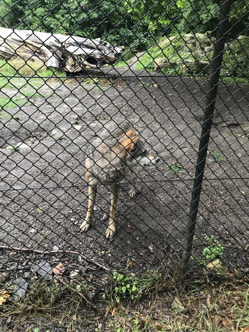 Port Lympne Hotel and Reserve - 25.07.2020