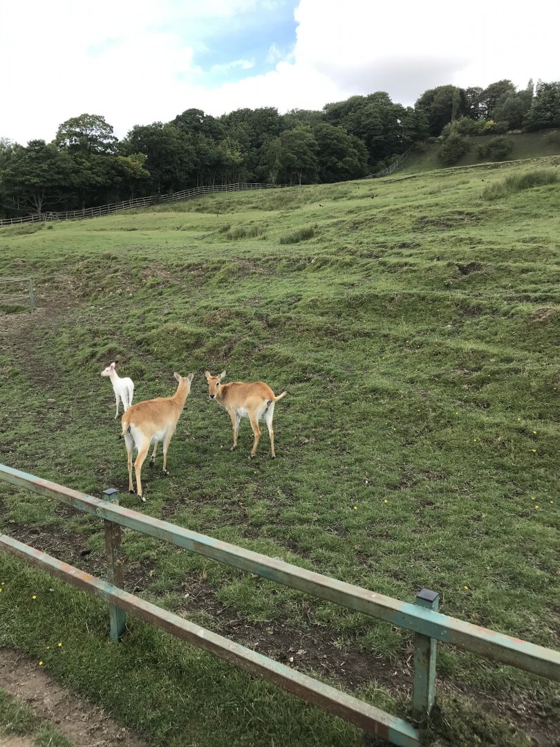 Port Lympne Hotel and Reserve - 26.07.2020