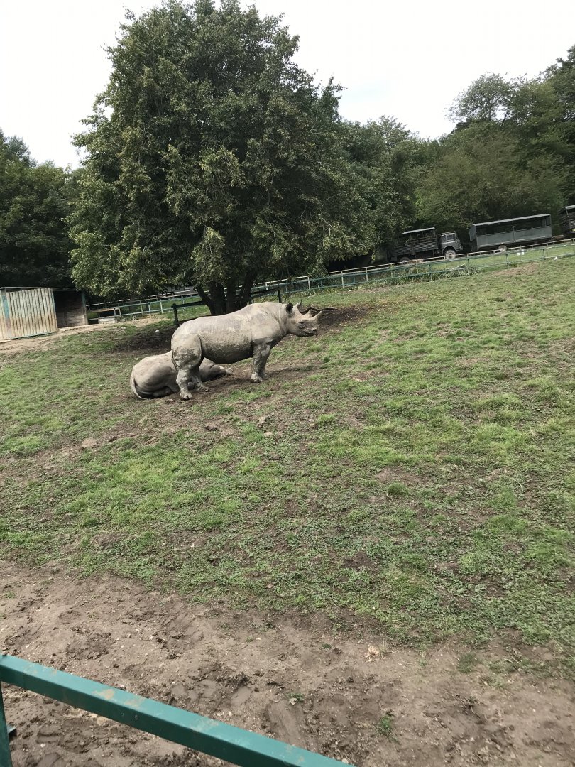 Port Lympne Hotel and Reserve - 26.07.2020