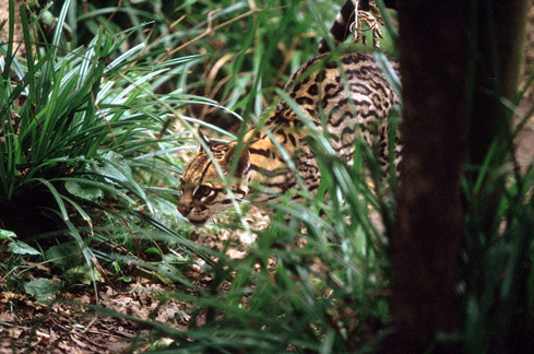 Port Lympne, Oct 28, 2009