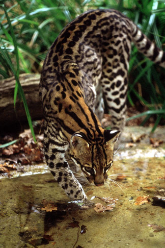 Port Lympne, Oct 28, 2009