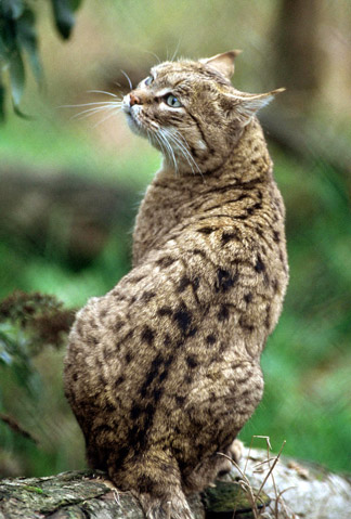 Port Lympne, Oct 28, 2009