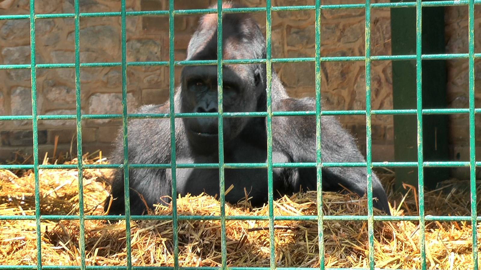 Port Lympne silverback