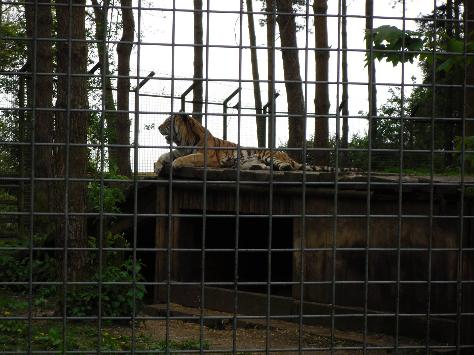 Port Lympne Wild Animal Park 16th May 2010