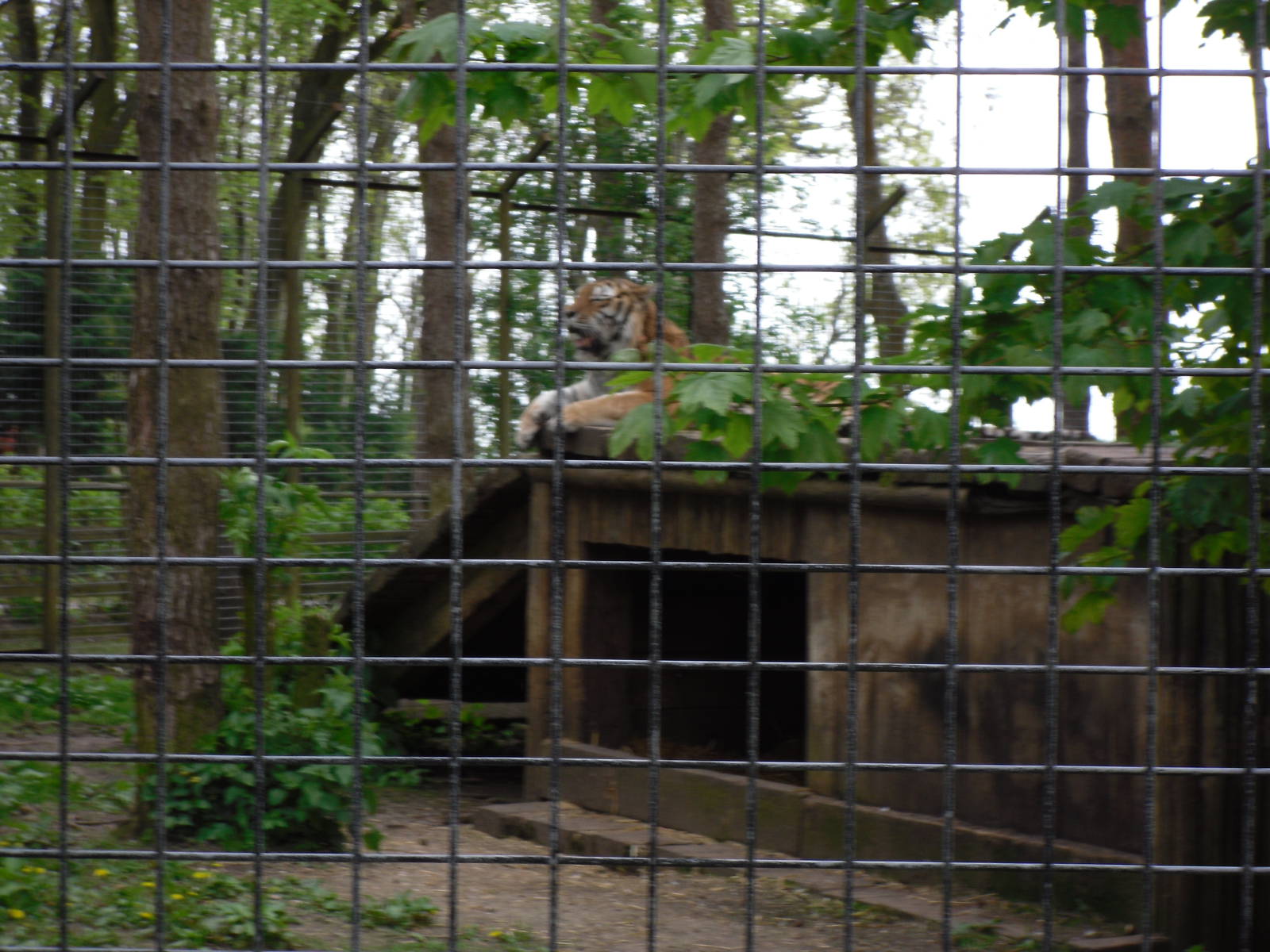 Port Lympne Wild Animal Park 16th May 2010