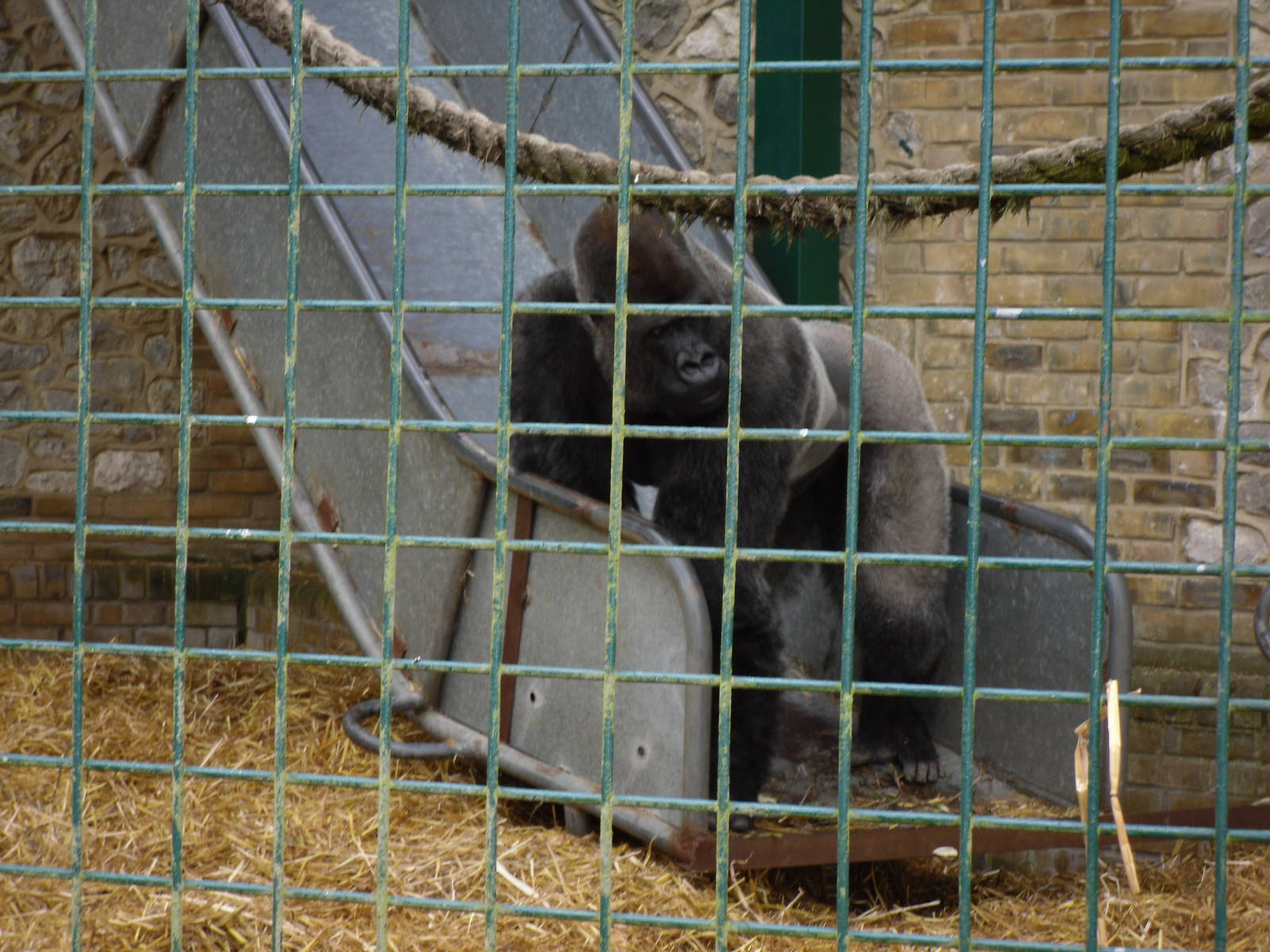 Port Lympne Wild Animal Park 16th May 2010