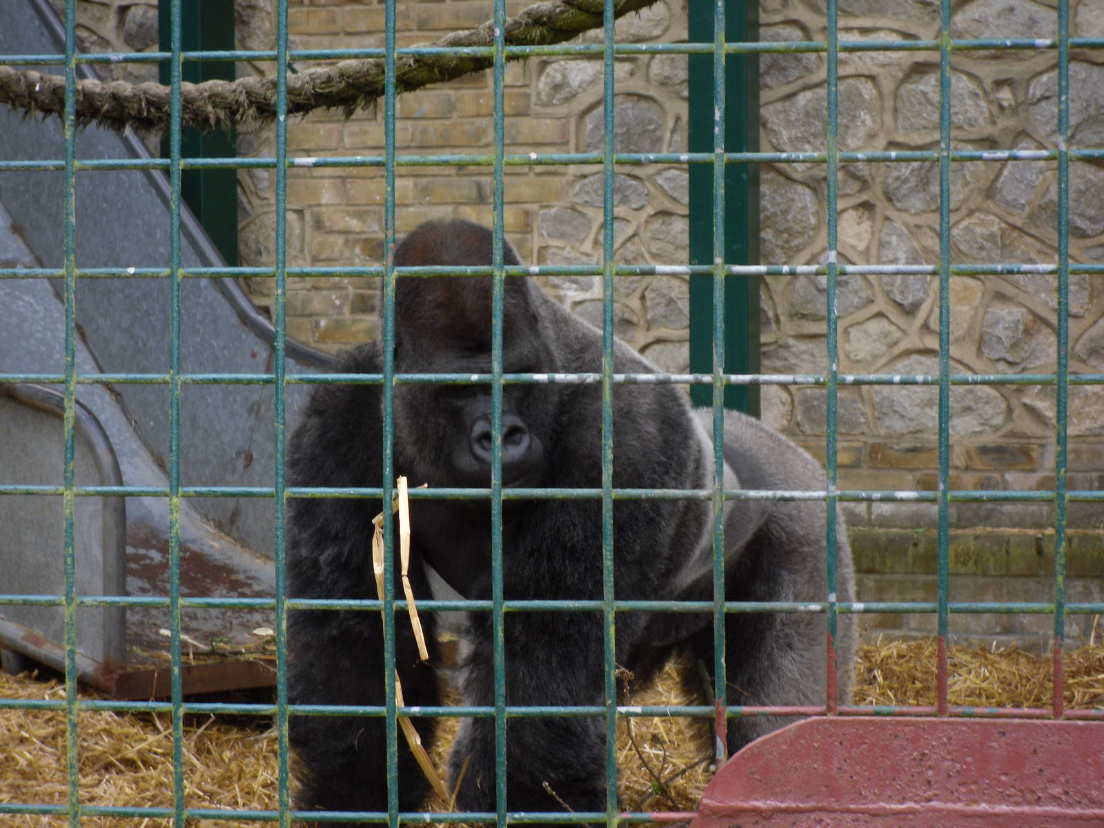 Port Lympne Wild Animal Park 16th May 2010