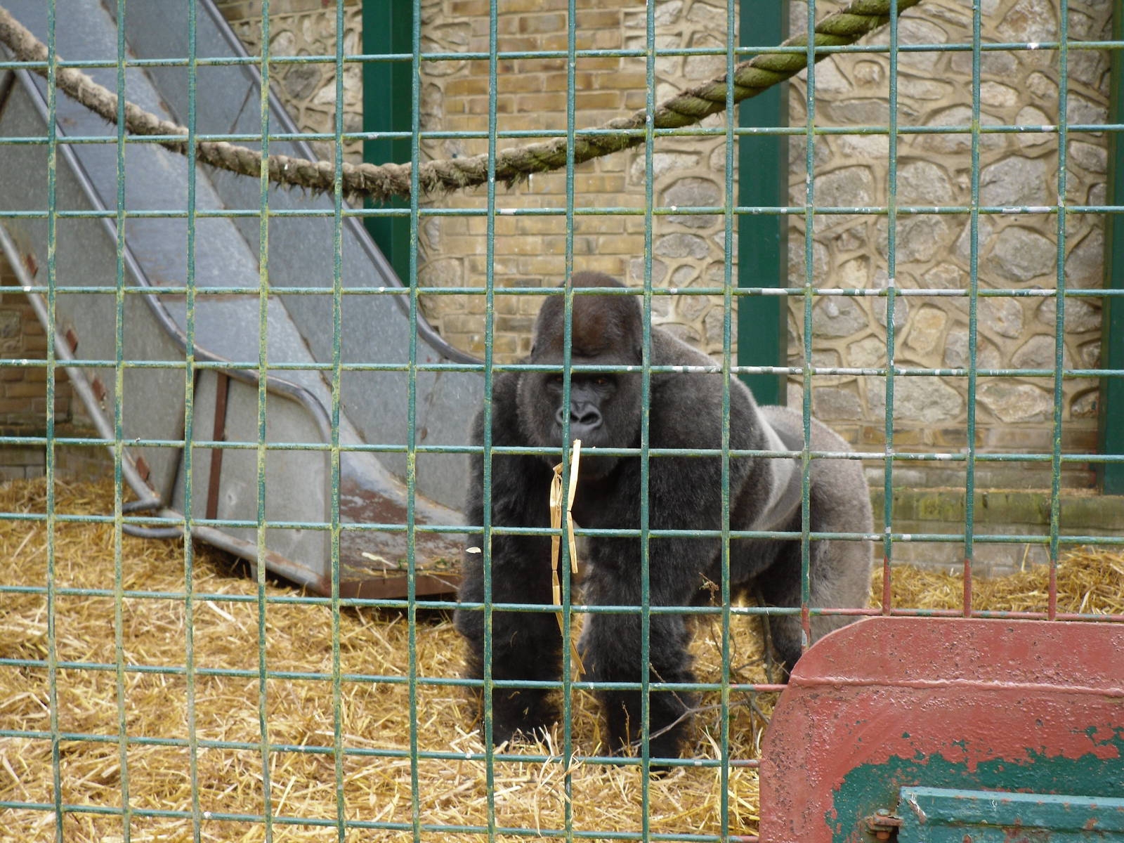 Port Lympne Wild Animal Park 16th May 2010
