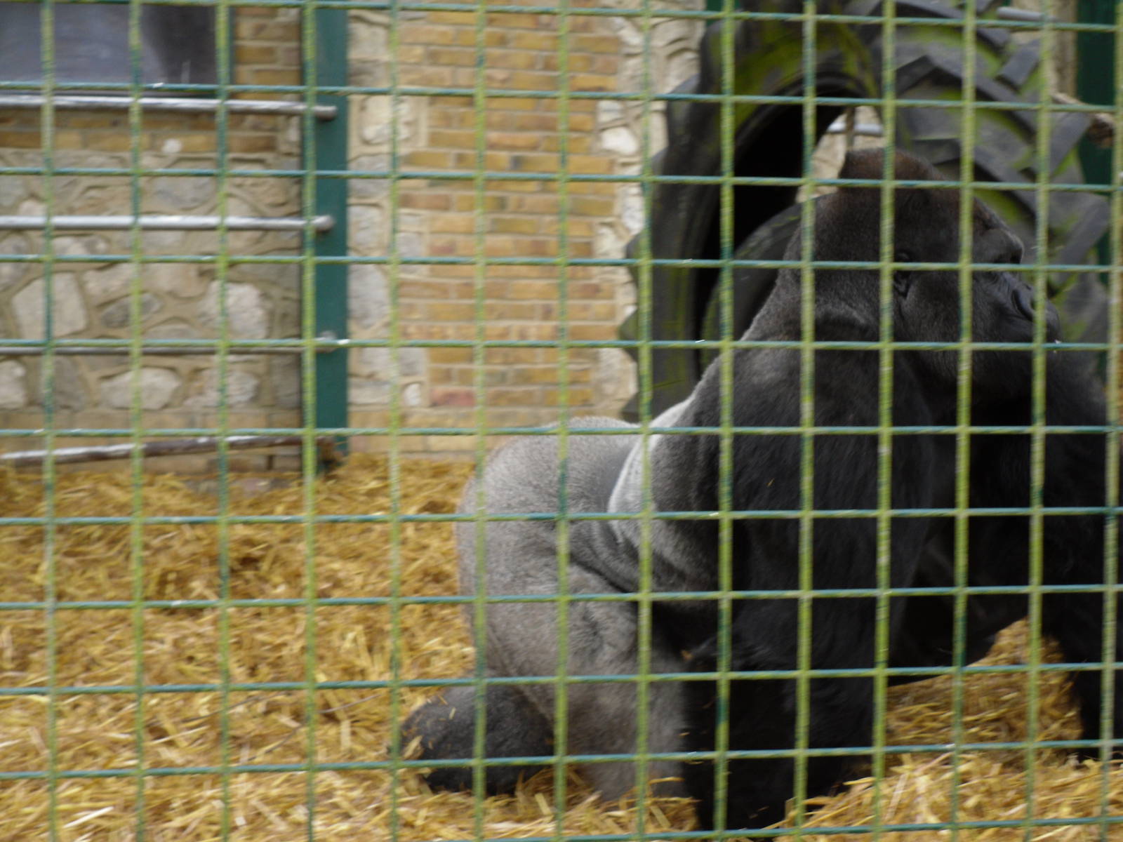 Port Lympne Wild Animal Park 16th May 2010