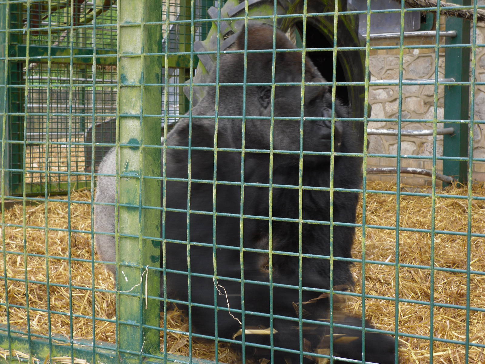 Port Lympne Wild Animal Park 16th May 2010