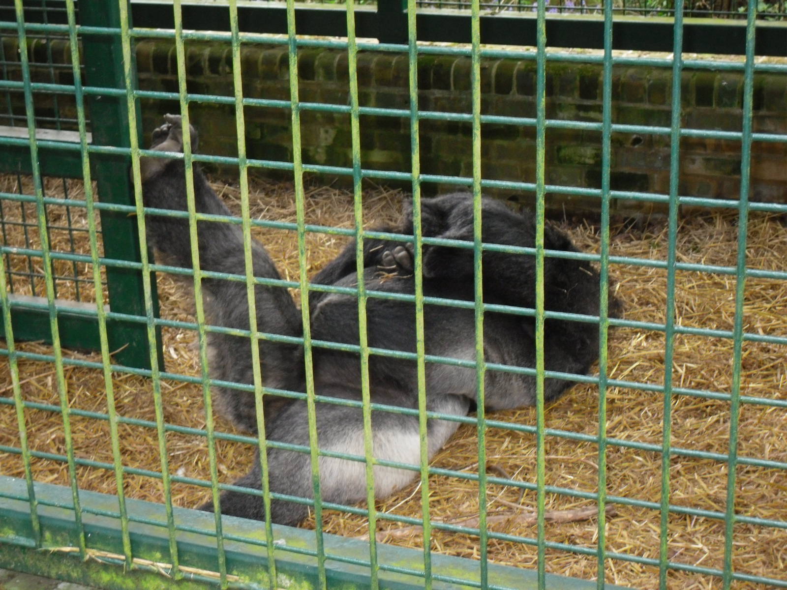 Port Lympne Wild Animal Park 16th May 2010