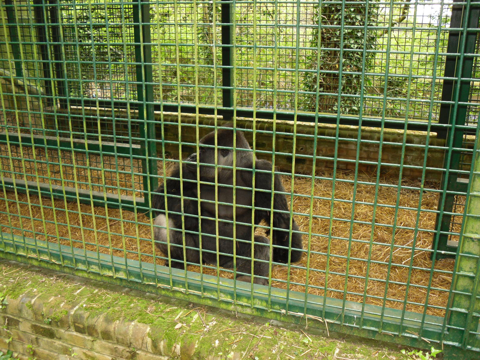 Port Lympne Wild Animal Park 16th May 2010