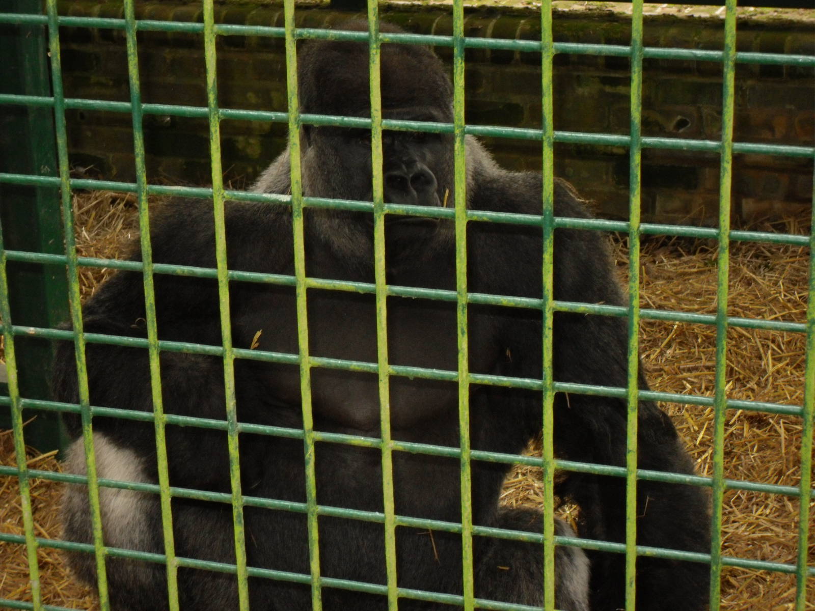 Port Lympne Wild Animal Park 16th May 2010