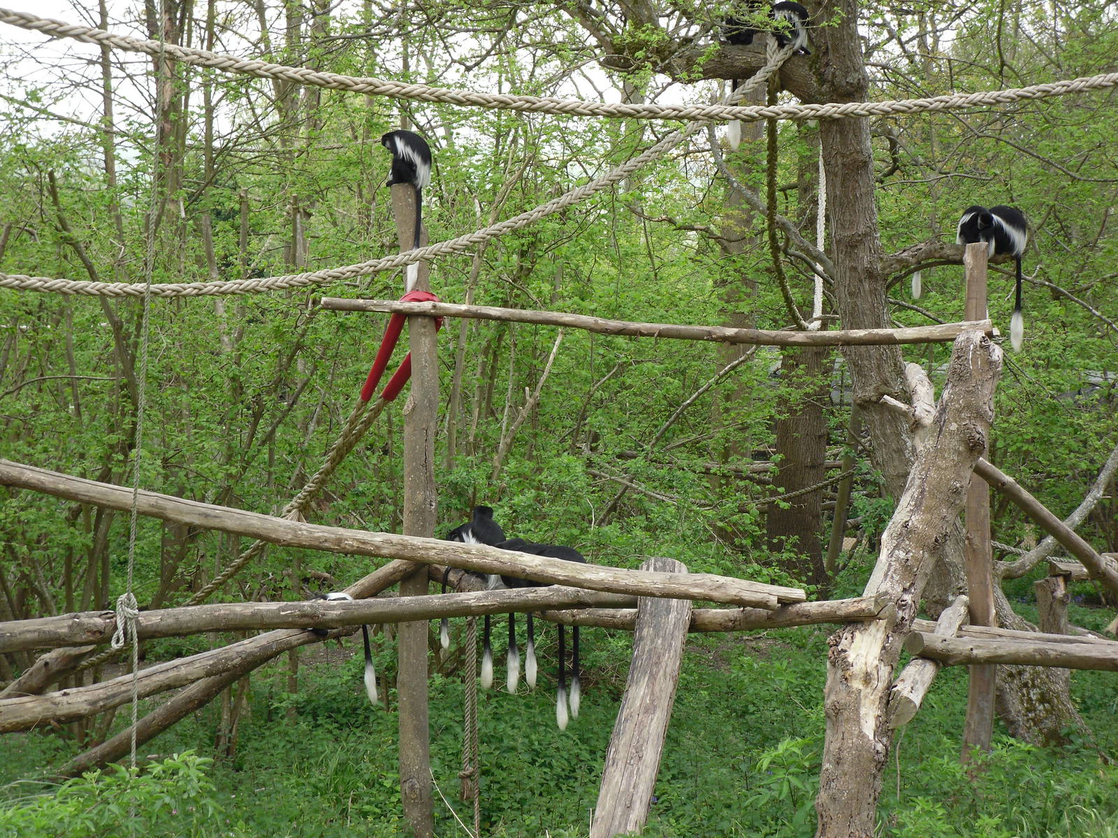 Port Lympne Wild Animal Park 16th May 2010
