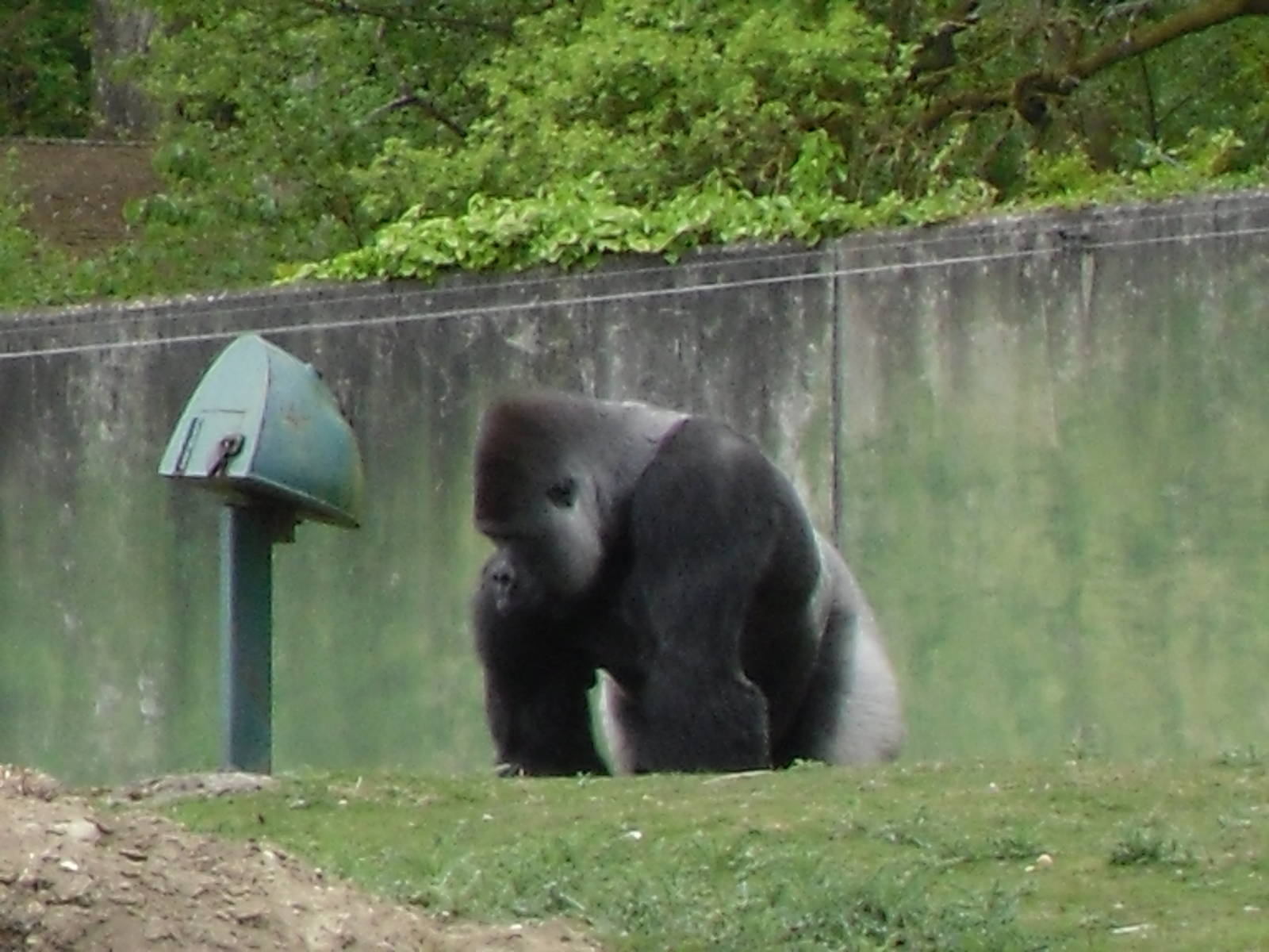 Port Lympne Wild Animal Park 16th May 2010