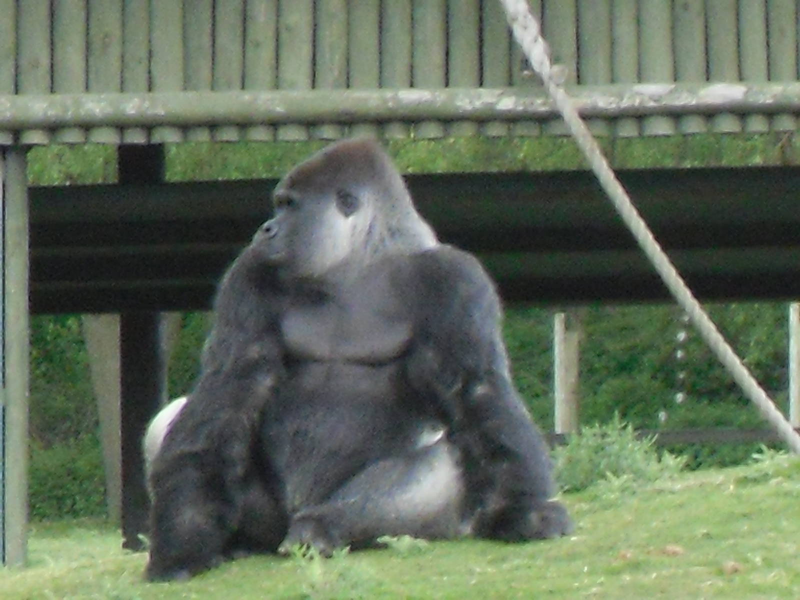 Port Lympne Wild Animal Park 16th May 2010