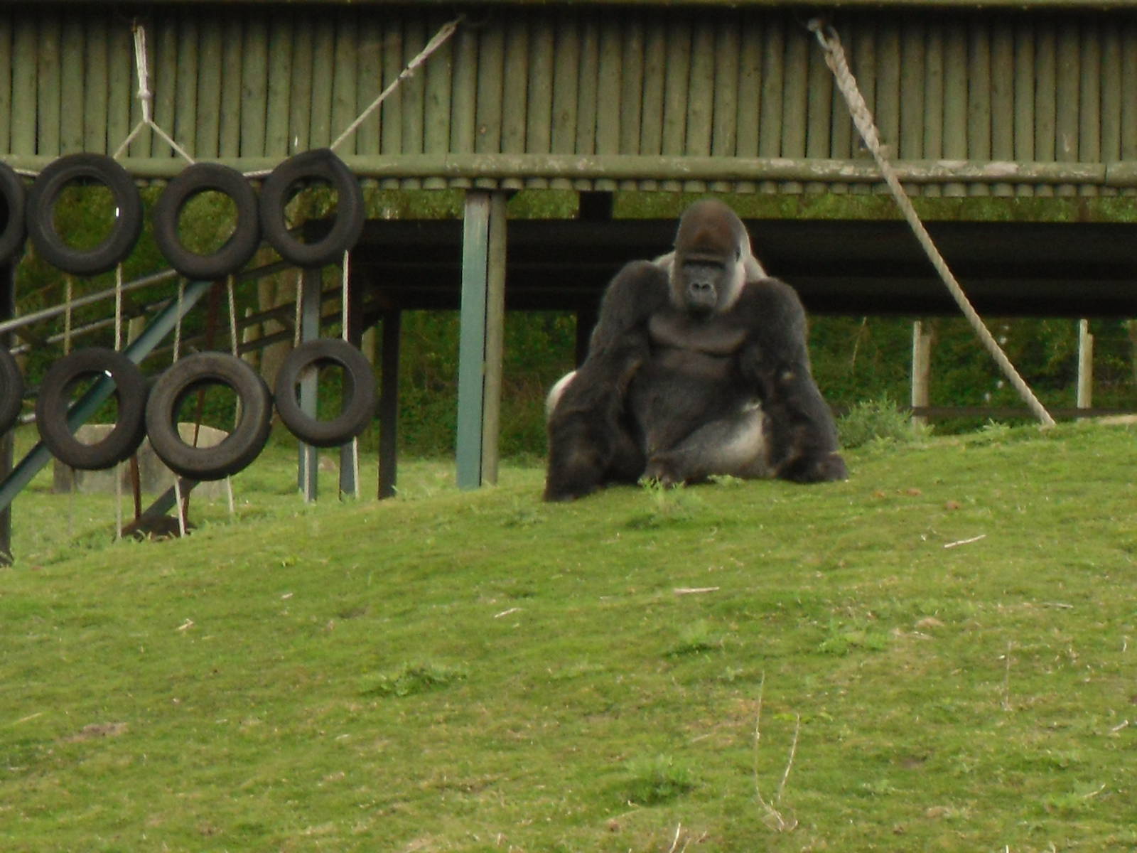 Port Lympne Wild Animal Park 16th May 2010