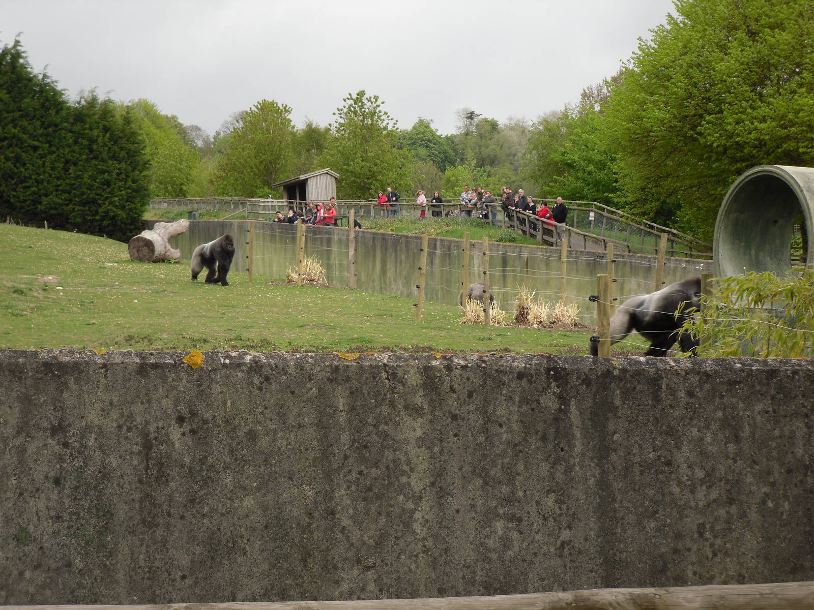 Port Lympne Wild Animal Park 16th May 2010