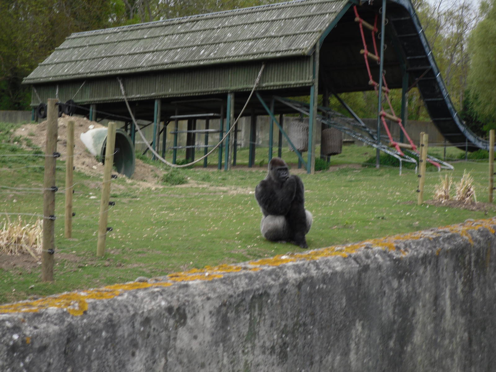 Port Lympne Wild Animal Park 16th May 2010