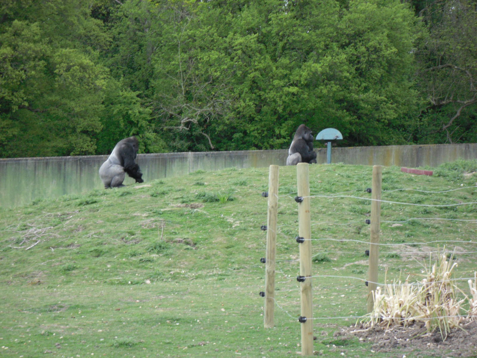 Port Lympne Wild Animal Park 16th May 2010