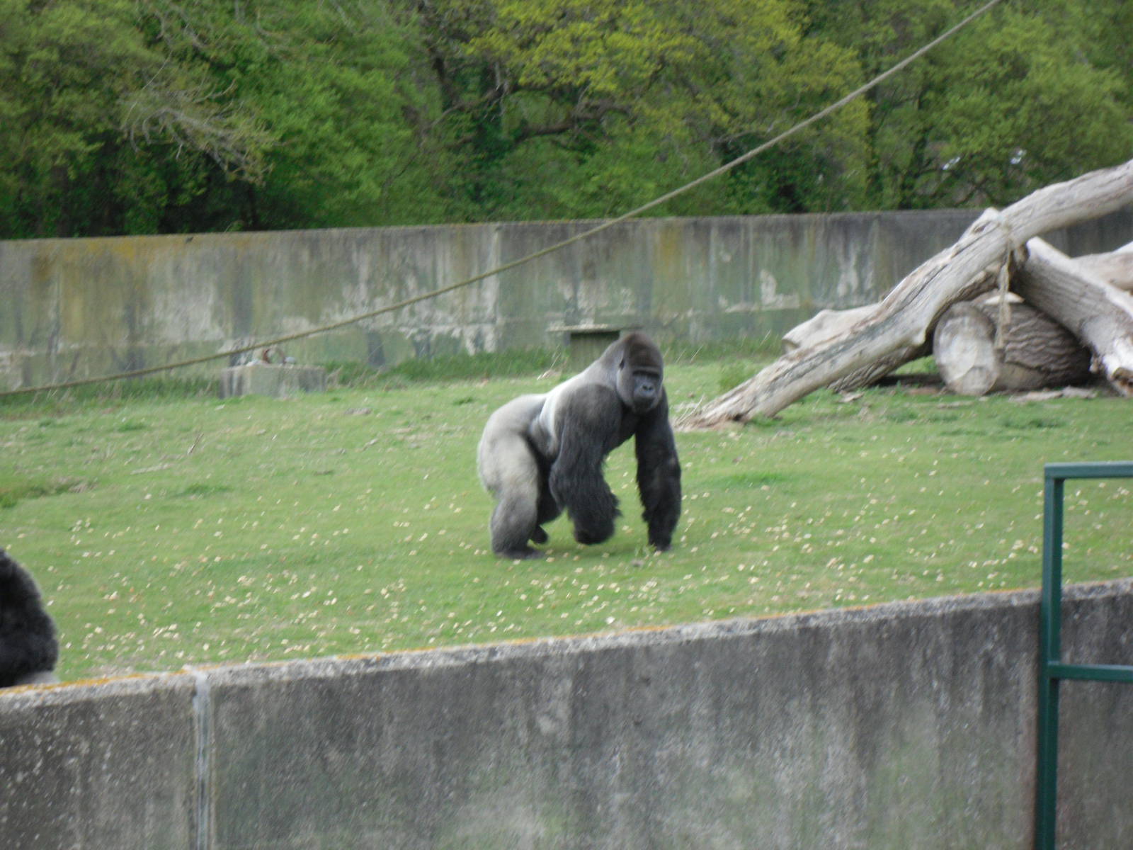 Port Lympne Wild Animal Park 16th May 2010
