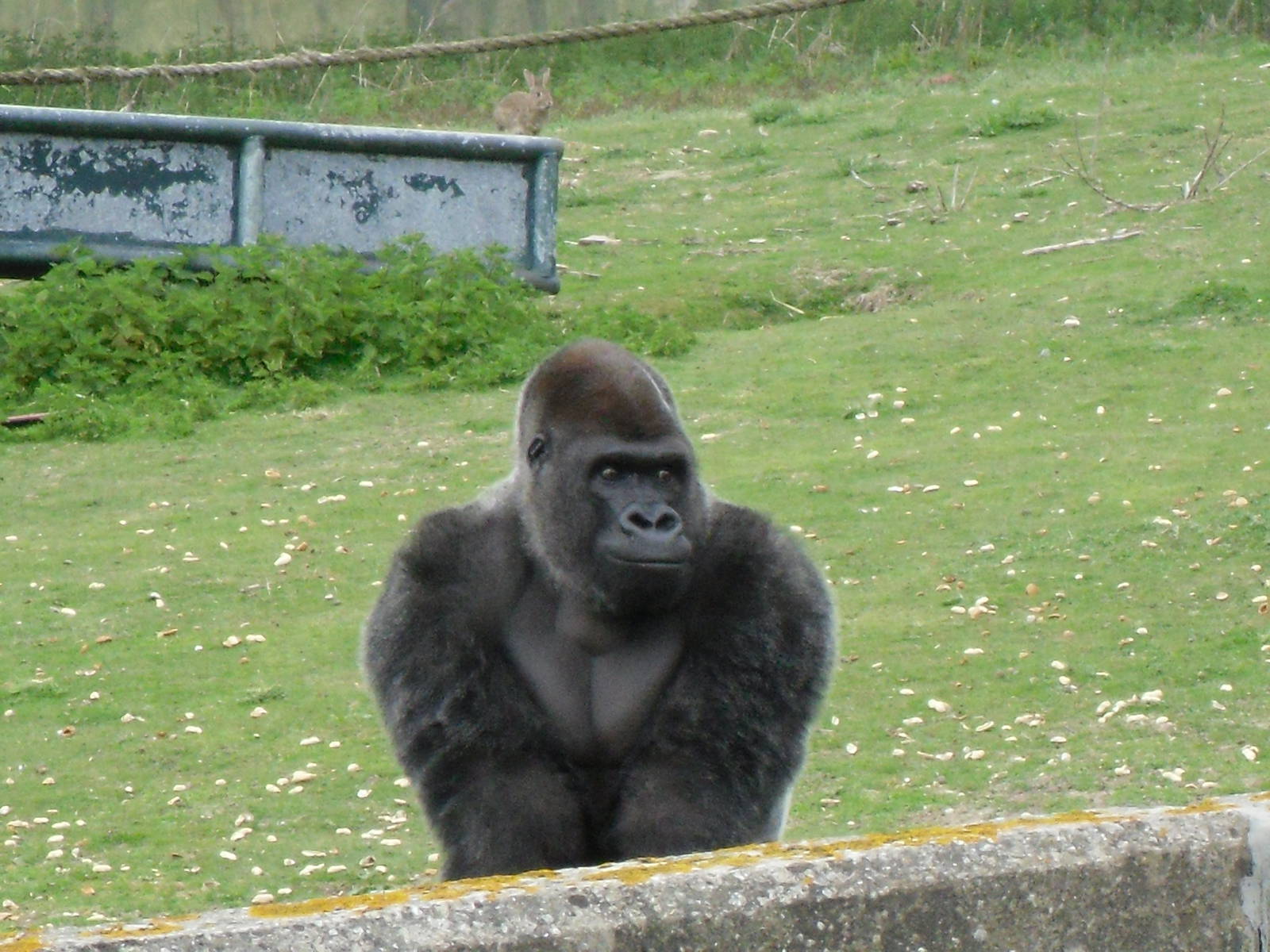 Port Lympne Wild Animal Park 16th May 2010