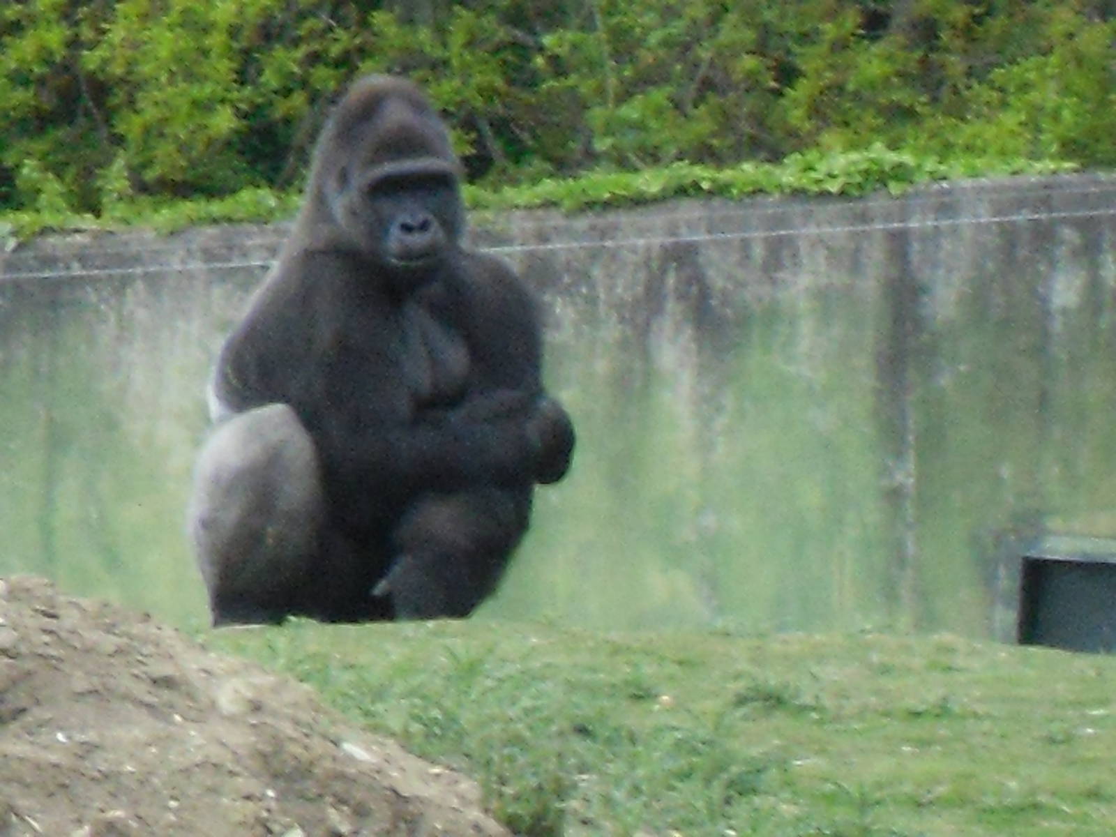 Port Lympne Wild Animal Park 16th May 2010