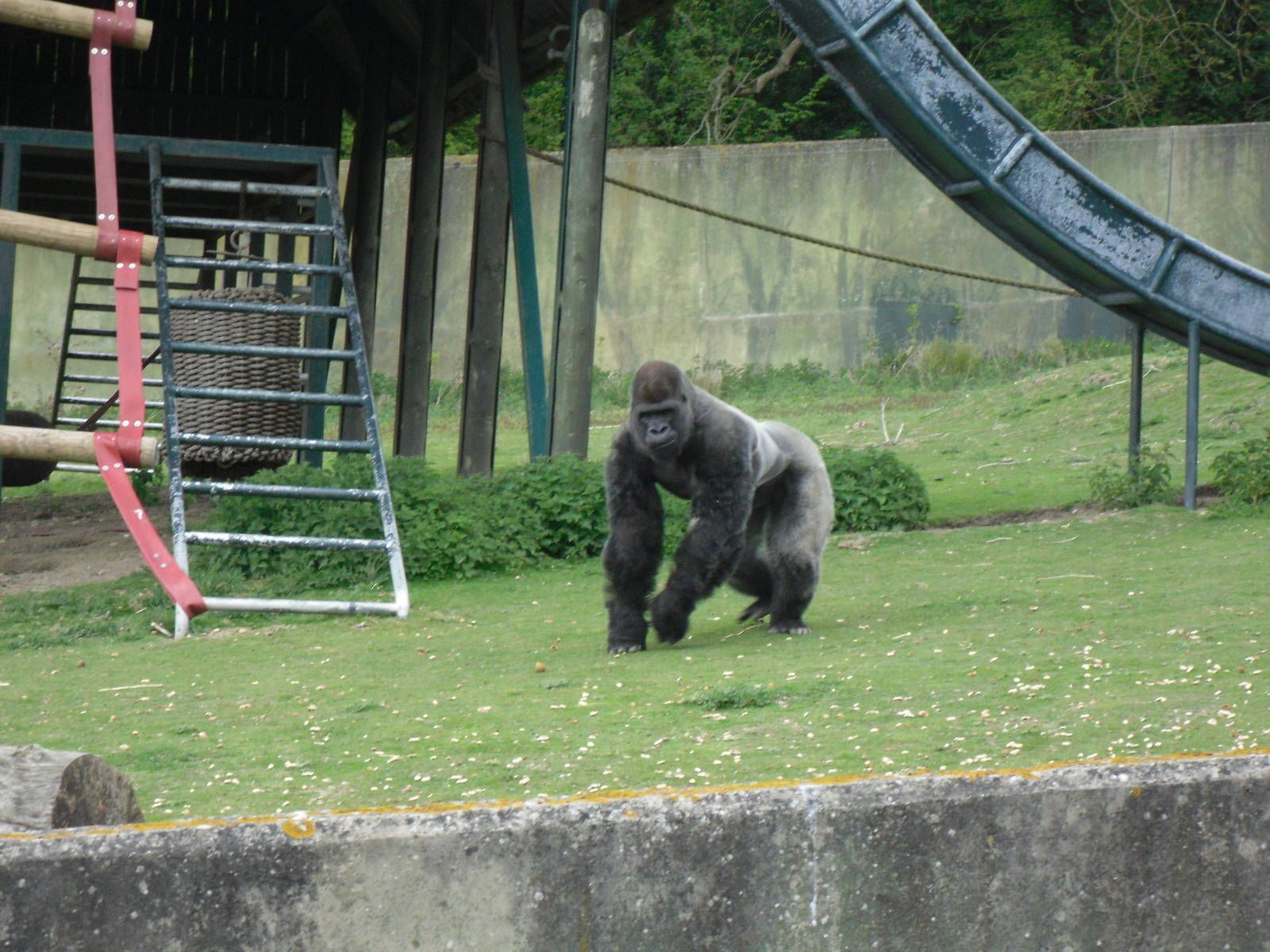 Port Lympne Wild Animal Park 16th May 2010