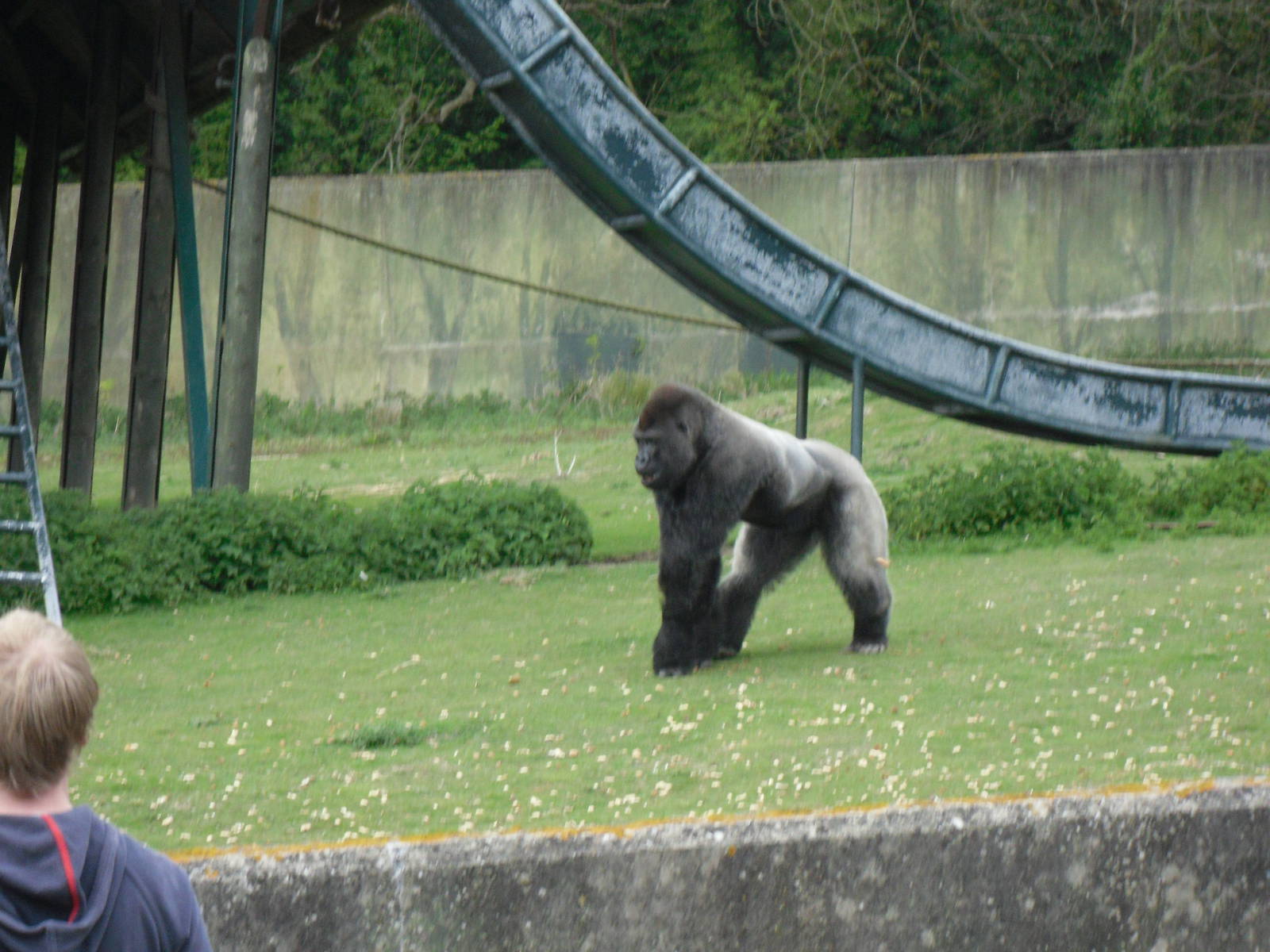 Port Lympne Wild Animal Park 16th May 2010