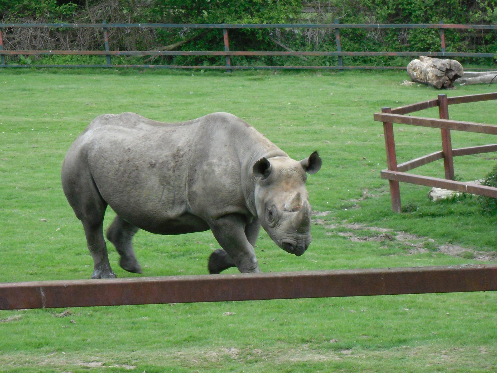 Port Lympne Wild Animal Park 16th May 2010