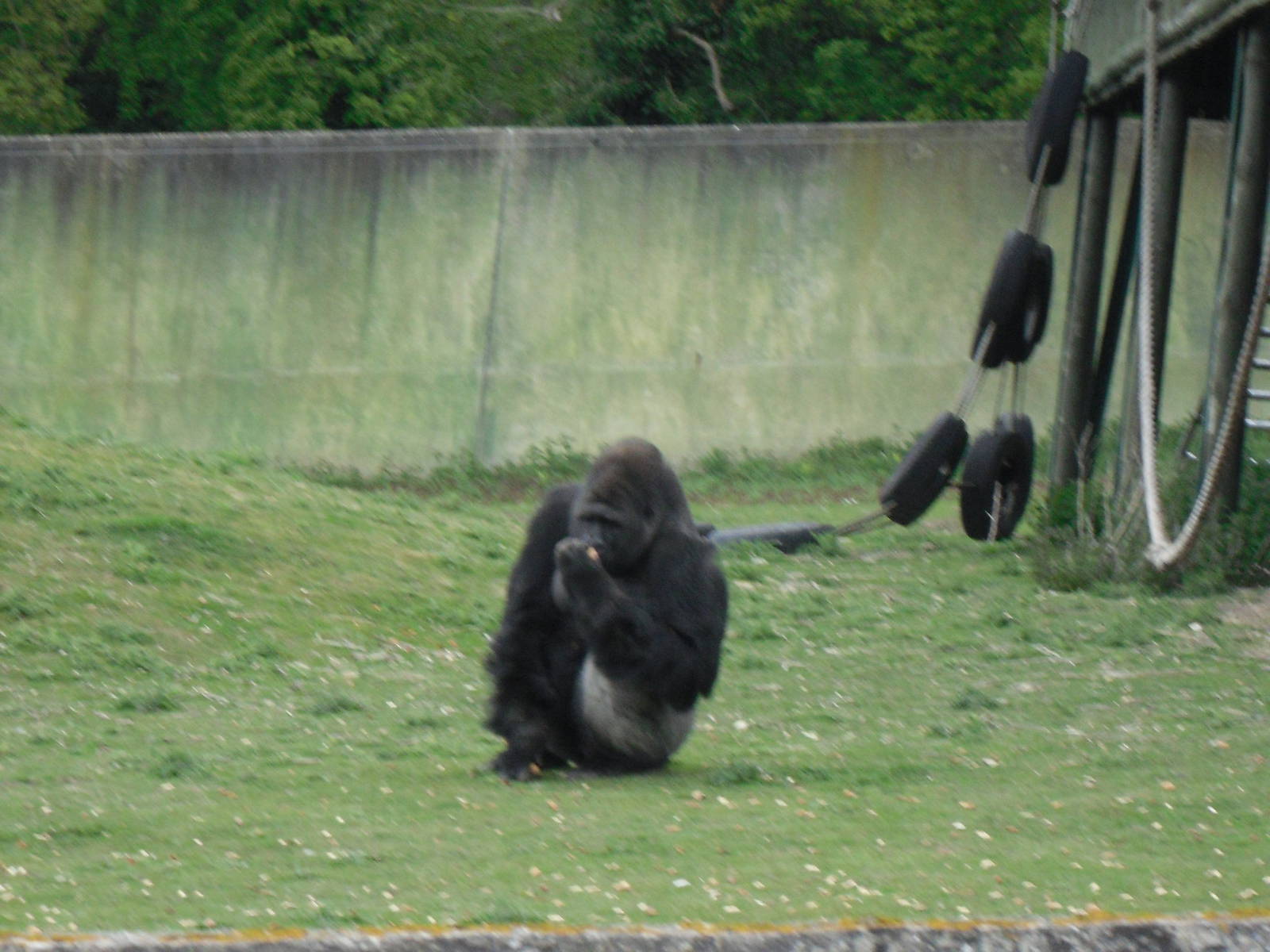 Port Lympne Wild Animal Park 16th May 2010