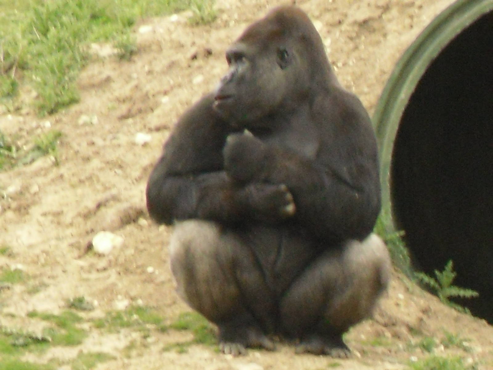 Port Lympne Wild Animal Park 16th May 2010