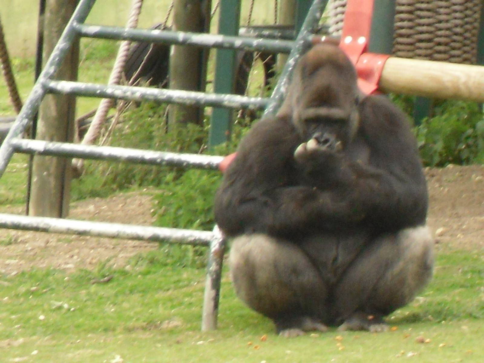 Port Lympne Wild Animal Park 16th May 2010