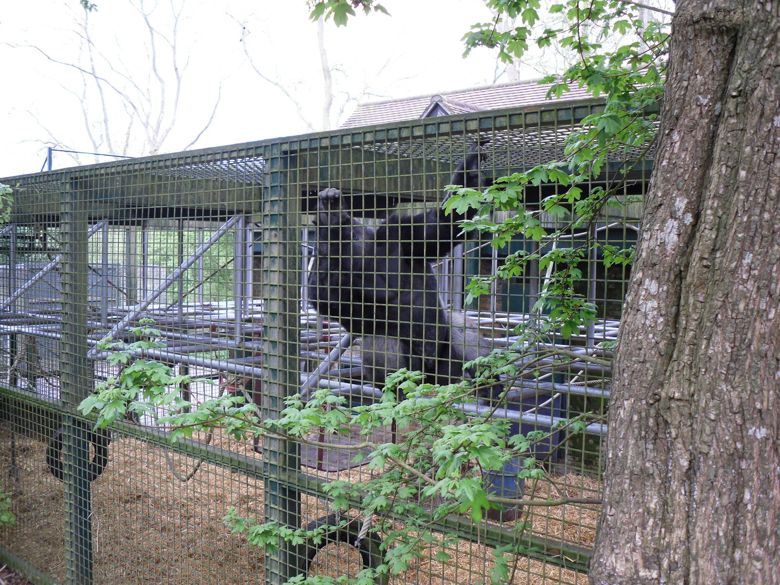 Port Lympne Wild Animal Park 16th May 2010