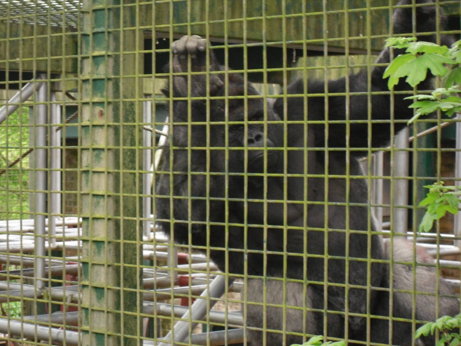 Port Lympne Wild Animal Park 16th May 2010