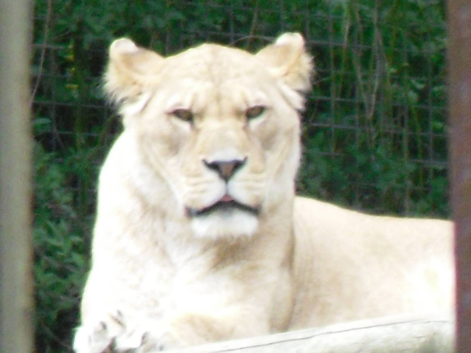 Port Lympne Wild Animal Park 16th May 2010