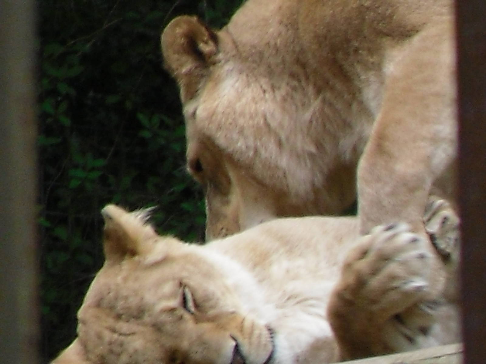 Port Lympne Wild Animal Park 16th May 2010
