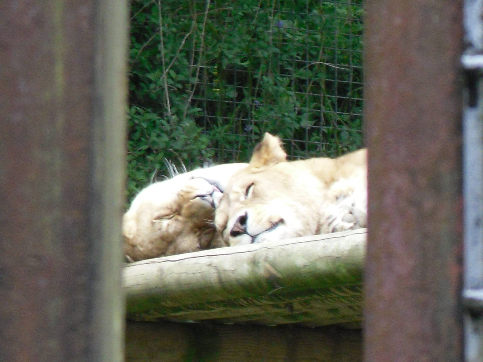 Port Lympne Wild Animal Park 16th May 2010