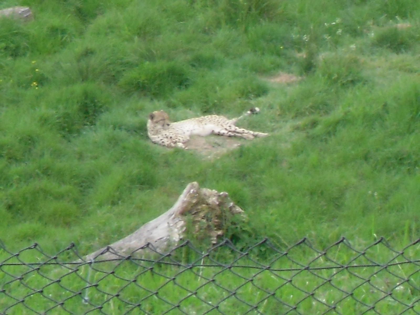 Port Lympne Wild Animal Park 16th May 2010